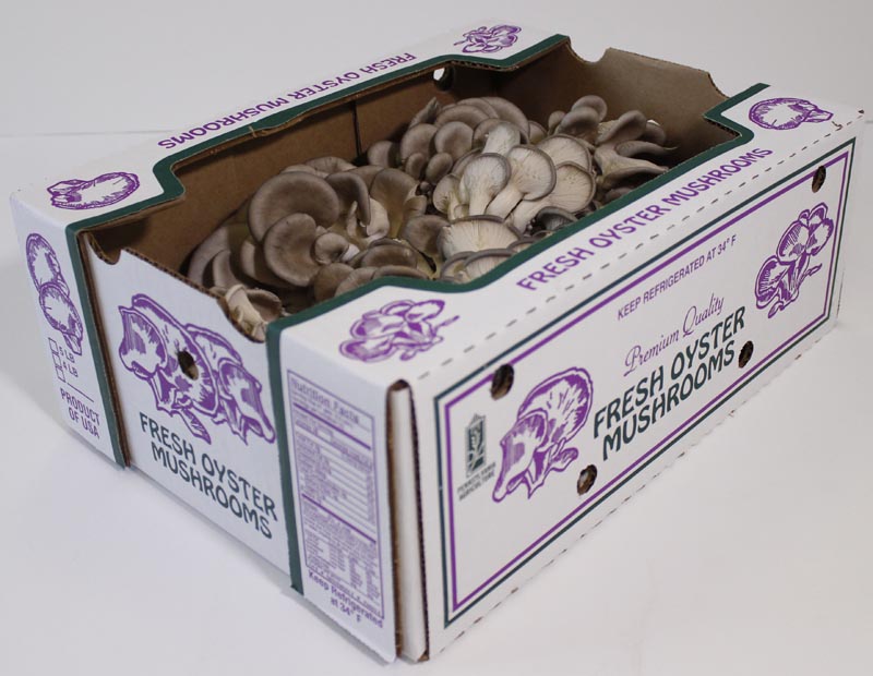 Oyster Mushrooms South Mill Mushroom Sales Fresh Mushrooms, Produce