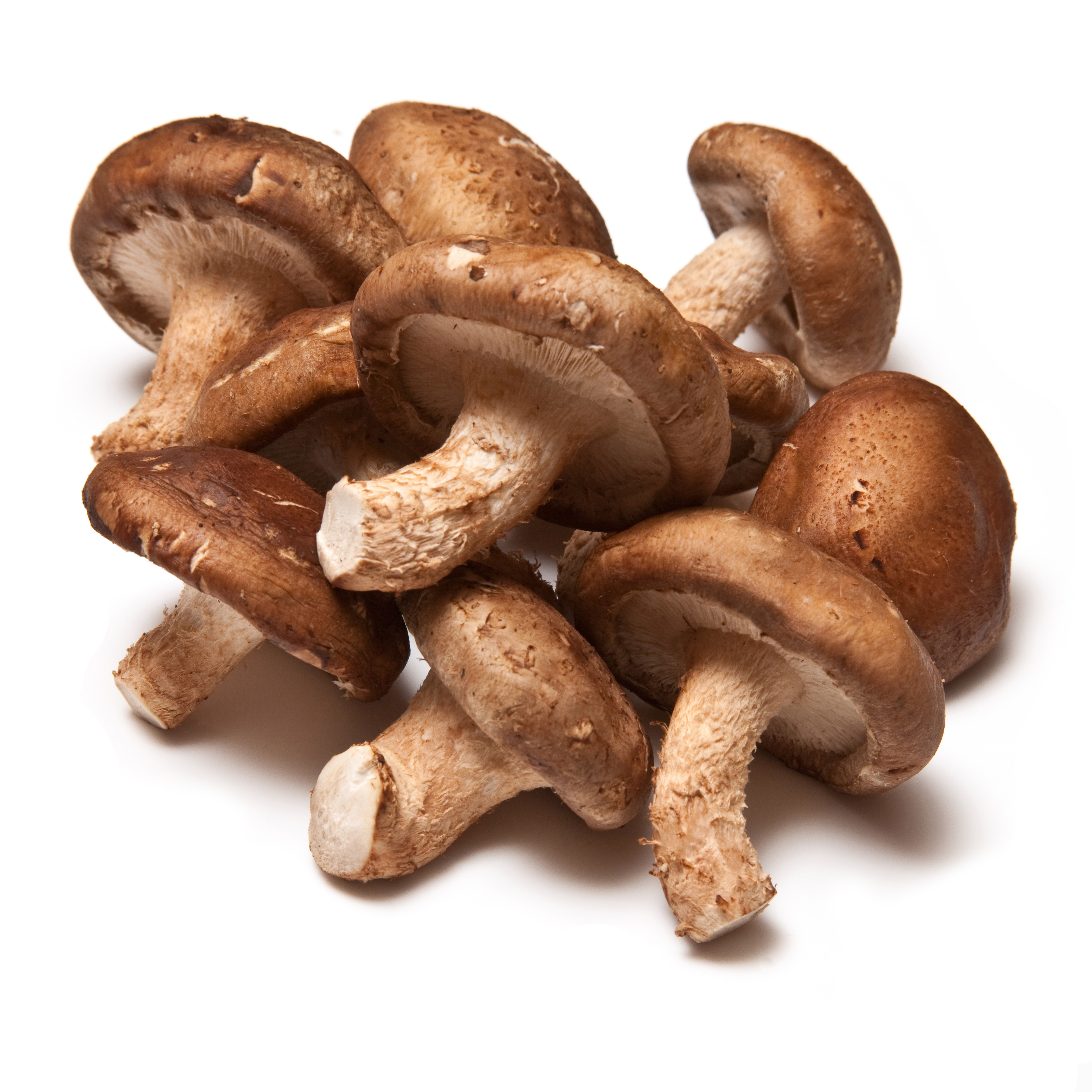 Shiitake Mushrooms | South Mill Mushroom Sales | Fresh Mushrooms