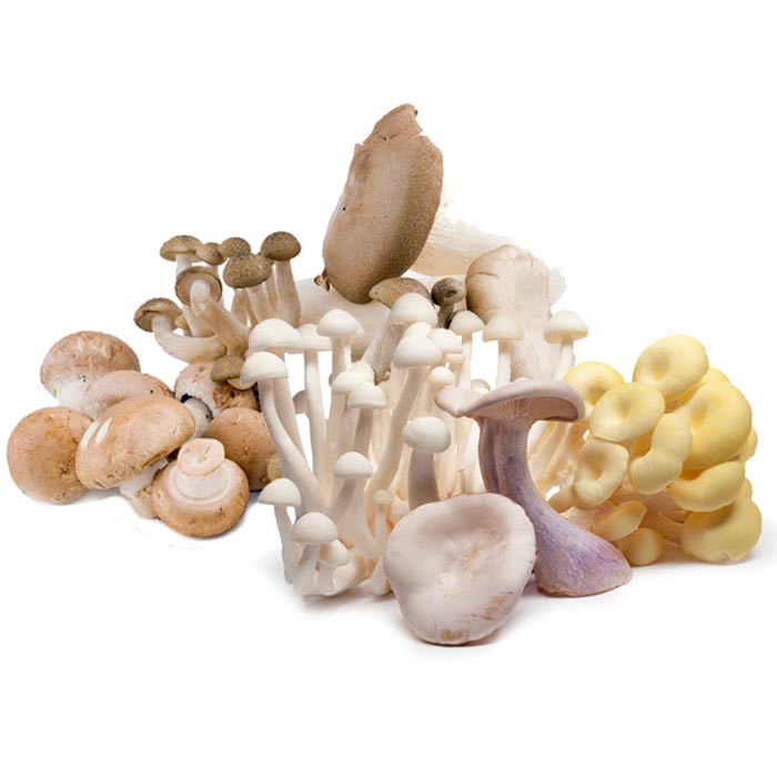 Gourmet Blend Mushrooms | South Mill Mushroom Sales | Fresh Mushrooms