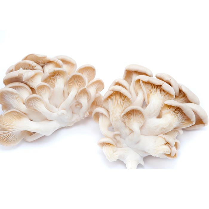 Oyster Mushrooms South Mill Mushroom Sales Fresh Mushrooms, Produce