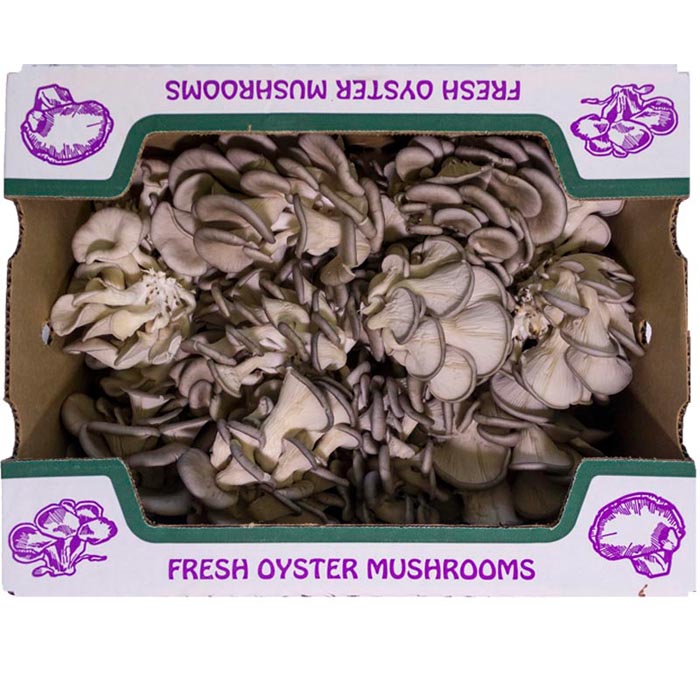 Oyster Mushrooms South Mill Mushroom Sales Fresh Mushrooms, Produce